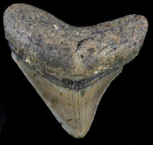 Juvenile Megalodon Tooth - North Carolina #59178